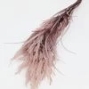 Inspire Me! Home Decor Mauve Pampa Grass Stem