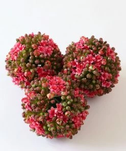 Inspire Me! Home Decor Floral Kalanchoe Orb (3 Colors) 33 Inspire Me! Home Decor Floral Kalanchoe Orb (3 Colors)