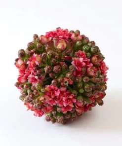 Inspire Me! Home Decor Floral Kalanchoe Orb (3 Colors) 29 Inspire Me! Home Decor Floral Kalanchoe Orb (3 Colors)