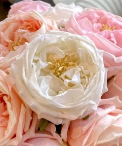 Inspire Me! Home Decor Real Touch Austin Rose (4 Colors) Floral Stems 43 Inspire Me! Home Decor Real Touch Austin Rose (4 Colors) Floral Stems